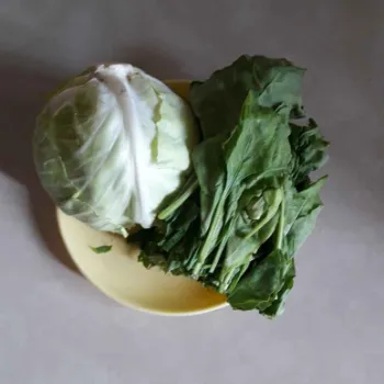 Cabbage (2)-9685860-58380.webp
